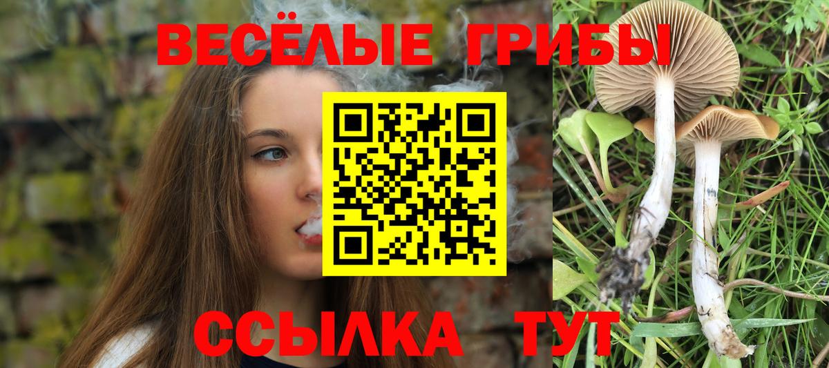Псилоцибиновые грибы Psilocybine cubensis Тихвин